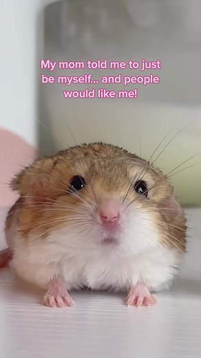 Meet Maru: The Adorable Duprasi Gerbil