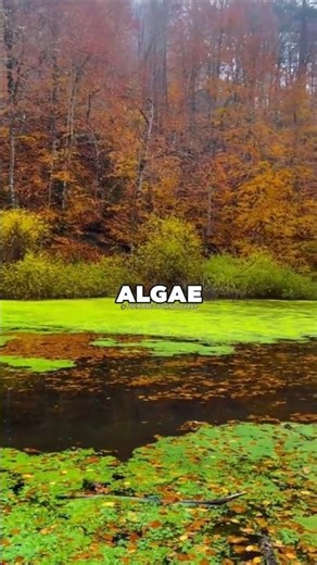 Algae Grow Much Faster Than You Think