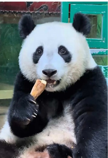 Panda Cuteness Overload: Adorable Moments