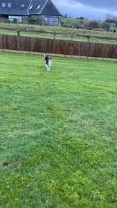 13K views · 222 reactions | An update of Just Whippets Rescue Almaz,...