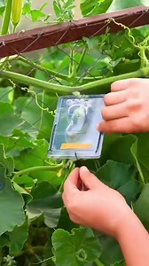 Master gardening with these inventive hacks! | 5-Minute MAGIC