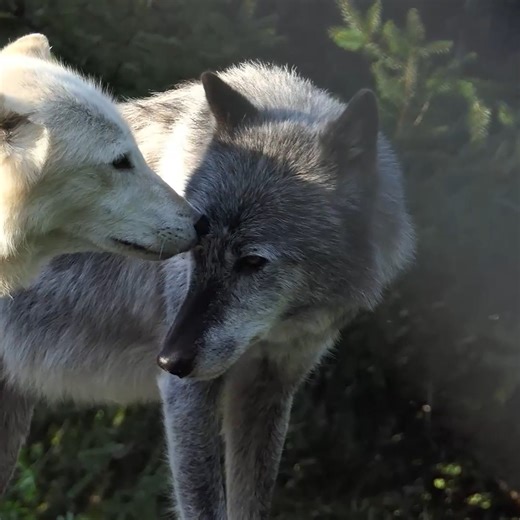 202K views · 16K reactions | Wolves are family-oriented. Wolves are loving. Wolves take care of each other. Be like a wolf  | Wolf Conservation Center | Facebook