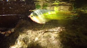 Firetiger Pike Fly - Etsy