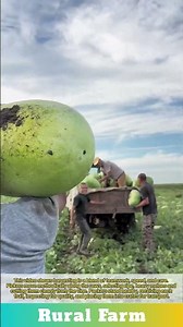 Watermelon harvesting efficiency in the field: pickers and packers working hard