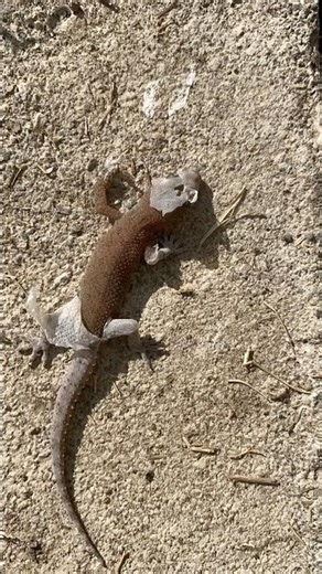Small Lizard Changing skin||Wild Life #lizard #skinchanger #wildlife #insects #bethenorth