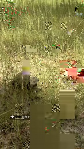 Join us for a Day in the Life of a Gopher Tortoise for Florida Gopher Tortoise Day! Gopher tortoises are a keystone species whose burrows provide important habitats for over 350 commensal species like indigo snakes, burrowing owls, etc. This is why protecting gopher tortoises & their habitat is so essential. | Defenders of Wildlife