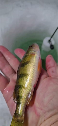 #icefishing #perch #outdoors #lake #fishing #minnesota #fyp #foryoupage #viral #trending #lakelife