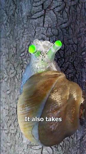 How Parasites Control Snails 😮