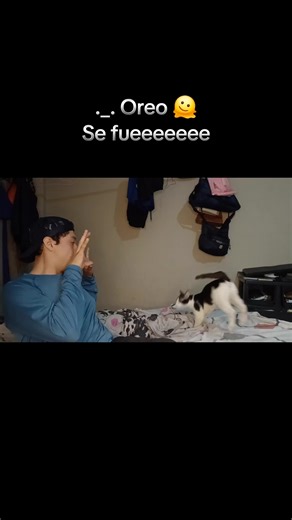 Antes éramos 2 nada más... 😢 #catsoftiktok #fyp #parati #michu #SinGatoNoHayParaiso