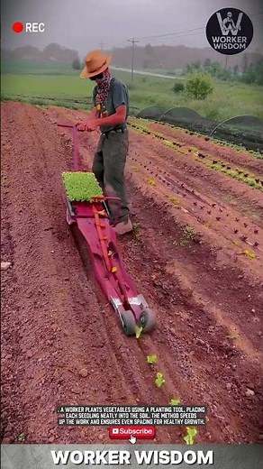 Vegetable Planting Process | Workers Planting Vegetables in the Field #farming #workwonders
