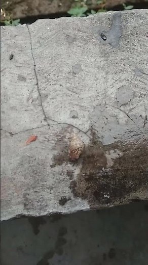 #short हर हर महादेव🗣️