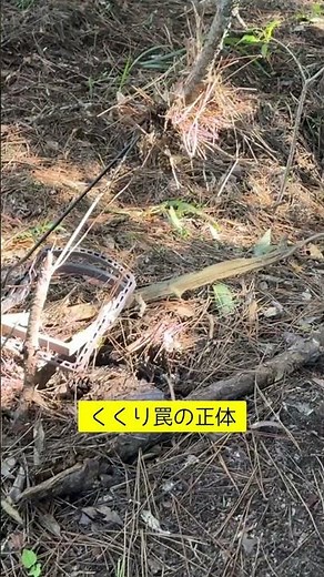 【山中に謎の仕掛け…】イノシシを捕獲する「くくり罠」の仕組みを公開！#Shorts #罠猟 #有害鳥獣駆除