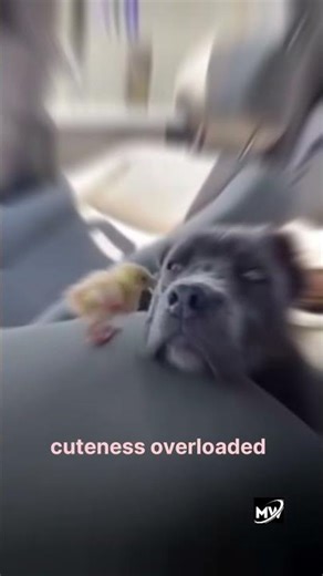 Dog gently carrying a baby chick in mouth and safely releasing it outside 🐶🐥