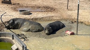At FSFS, farm animal resort, we offer all the finest spa mud treatments. 😎🤪 | Frog Song Farm Sanctuary