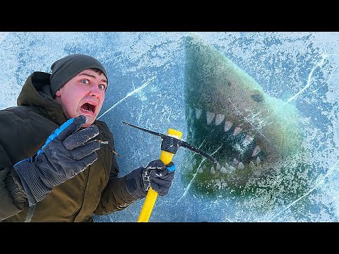 Found SHARK Trapped Under the Ice!