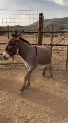 el burro brincador #funny #comedy #buenhumor