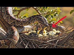 Eagle’s Revenge: The Python’s Fatal Climb