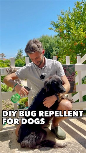 Patrick Vernuccio | DIY Bug Repellent for your Dog 🌿 using only natural herbs 💚 You can avoid chemicals to repel bugs such as flea & ticks by making a more... | Instagram