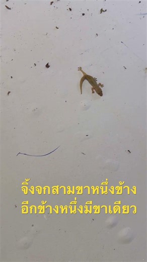 จิ้งจกสามขาหนึ่งข้างอีกข้างมีแค่ขาเดียว