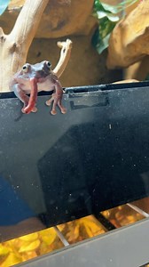 26K views · 1.5K reactions | Another frog feeding, still no braincells for berry  #frog #frogs #whitestreefrog #pets #animals #frogstagram | Jessica's Animal Friends | Facebook