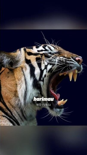 Tak selamanya harimau garang