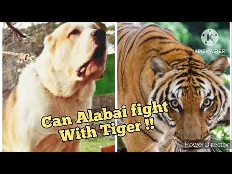 Can Alabai fight with a Tiger !! / Alabai vs Tiger