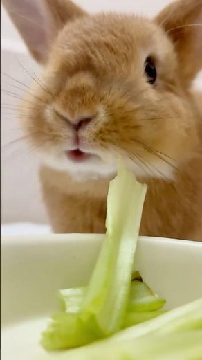 🦁🐰 Lionhead Rabbit Munching#shorts #asmr #rabbit #bunny #crunchy #うさぎ #토끼 #cute #うさぎパパ #pets