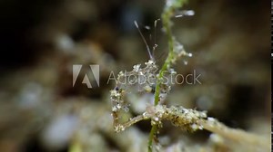 Female Skeleton Shrimp (Caprellidae) brooding juveniles as they hang onto her. Her brood pouch is visible. Anilao, Philippines 1 of 6 60fps
