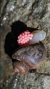 INCREDIBLE! Snail LAYS Hundreds of Eggs Right Before Our Eyes (Full Time-Lapse) | #SnailLayingEggs