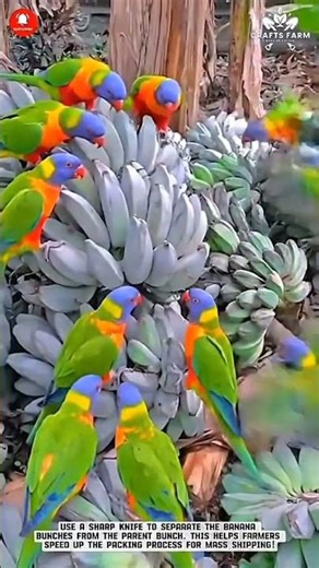 Harvesting banana #harvesting #fruit #shortsfeed