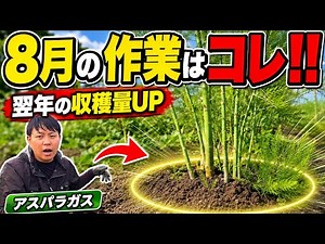 [August Asparagus Cultivation] These Summer Management Tasks Will Determine Next Year's Harvest!!...