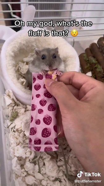 Scary Looking Hamster Ignoring Haters with a Smile