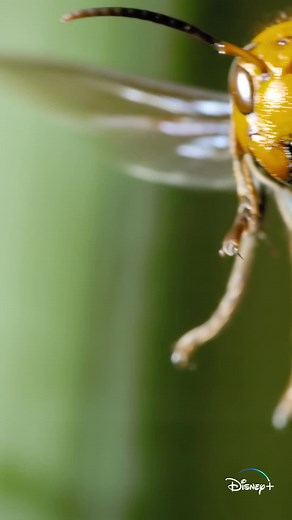 Japanese Giant Hornet Documentary: Battle of Bees and Hornets