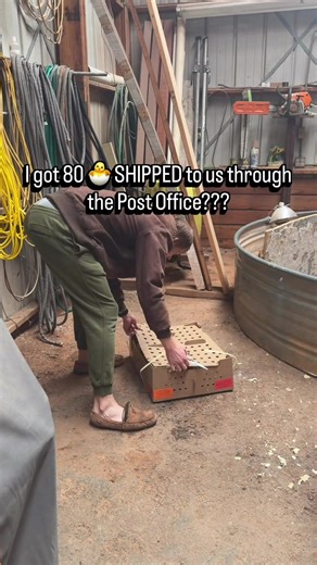 YES! 🐣 do actually get shipped live though USPS. We started going this route after our first year. Our experience buying at the local stores resulted in us getting a lot more Roosters than we should’ve. Since making the change, we’ve gotten exactly what we ordered and every hatchery we’ve ordered from and worked with has been great! For us, we bought these from a Hatchery in TX (So Big Farms & Hatchery). Coming to us in OK the shipping was $33.60 plus an additional $15 live animal shipping surc