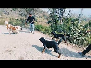 ROTTWEILER VS SAINT BERNARD FIGHT/DOG FIGHT