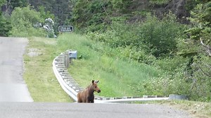Parc-National-Forillon Parc Canada | Guy English