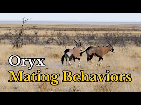 Surprising Facts about Oryx Gazellas(Gemsboks)’ Mating Behaviors