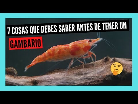 7 THINGS YOU SHOULD KNOW before having a FRESHWATER SHRIMP AQUARIUM