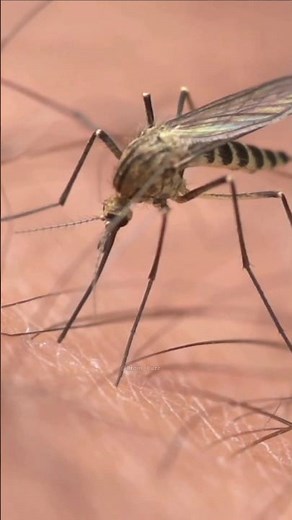 What’s inside a mosquito bite?