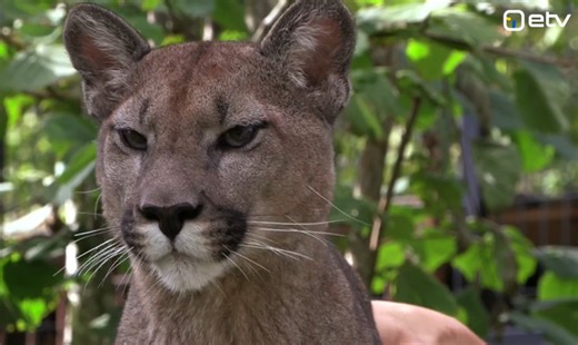 Puma owner believes animal recently seen in South Estonian woods a lynx