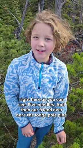 Identifying Alberta pines