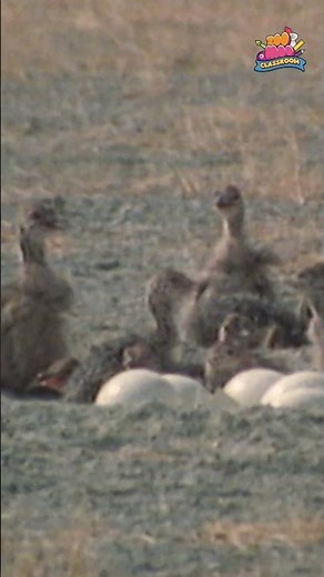 How do ostriches hatch their eggs? ‪@ZooMoo‬ #kidsfun #kidsvideo