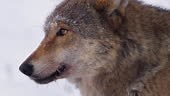 Relationships of two wolves in wintertime in slow motion near dead...