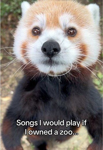 Funny Songs to Play at the Zoo: Wild Animal Antics