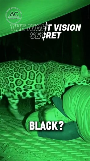 How to See Like a Jaguar in Total Darkness!