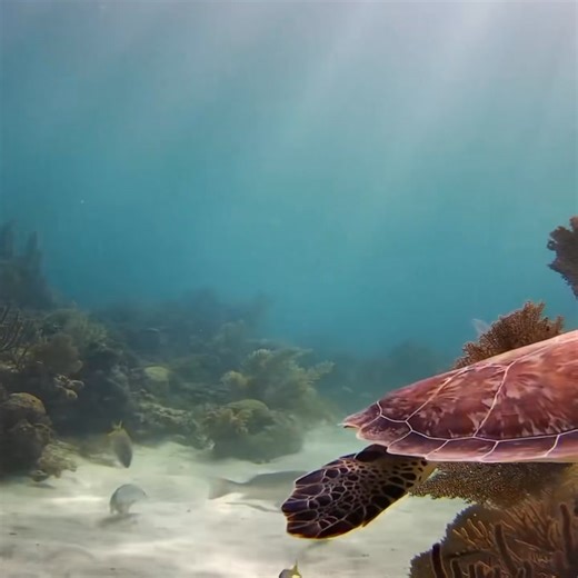 I love our underwater cam at Utopia Village. https://explore.org/livecams/utopia-village/utopia-village-reef-channel | explore.org