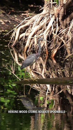 Corkscrew Swamp Sanctuary in Naples, Florida