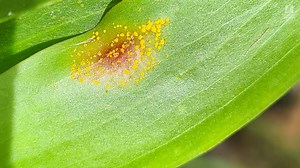 1K views · 17 reactions | The highly invasive fungal disease myrtle rust has been detected in WA for the first time in the Kimberley region, posing a threat to our native plants. If you're travelling through the Kimberley, please look out for signs of myrtle rust. Watch our short video to find out what you can do to help reduce its spread!  | Parks and Wildlife Service, Western Australia | Facebook