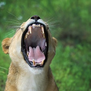 Give your little campers a summer they'll never forget, filled with exploration, learning, and wild fun. Sign up today for our Wild Adventures Camp, perfect for Grades K-8. | Dallas Zoo