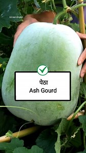 725K views · 11K reactions | Learn vegetable name in english 勒凜凌𣏕﫛 Follow English Speaking 殺️ #education #fb #Vocabulary #learning #English #learnenglish #englishlearning #englishspeaking #trendingreel #bottlegourd #vegetables #ashgourd #snakegourd | English Speaking | Facebook